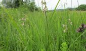 Tour Zu Fuß Gersheim - Gänseweg - Photo 5