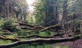 Trail Walking Spa - Bérinzenne entre fagne et forêt  - Photo 2
