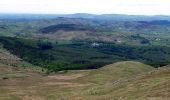 Percorso A piedi Sconosciuto - Tollymore Forest - The Drinns Trail - Photo 4