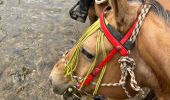 Trail Horseback riding Hériménil - Herimenil baignade Tivio Kenzo tiboy  - Photo 12