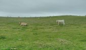 Randonnée Marche Sangatte - CANI-RANDO TOUR (boucle Cap Blanc nez) - Photo 13