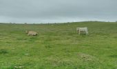 Tocht Stappen Sangatte - CANI-RADO TOUR (boucle Cap Blanc nez) - Photo 17