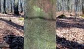 Tocht Te voet Buchen (Odenwald) - Rundwanderweg Waldhausen 1 Tannenbuckel-Weg - Photo 3