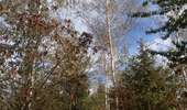 Tour Wandern Verviers - Stembert . les Roudoudous . Stembert - Photo 4