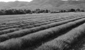 Tour Wandern Saignon - Saignon - Circuit des Bories - Photo 5