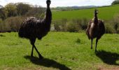 Percorso A piedi Somerset West and Taunton - Taunton Deane Circular Walk 1 - Photo 7