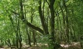 Excursión Senderismo Glomel - Tour de l'etang du Corong depuis Mézouët - Photo 18