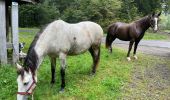 Tour Reiten Habich - Habay forêt d’Anlier - Photo 1