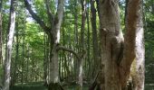 Excursión Senderismo Orcines - Ballade au Puy de Cōme - Photo 20