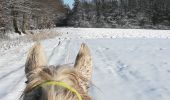 Tocht Paardrijden Saint-Martin - neige kaline vispa  - Photo 10