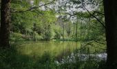 Tour Zu Fuß Geratal - Durch's Tal der Zahmen Gera - Photo 7