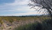 Randonnée Marche Leucate - leucate - cap des frères (sentier des bergers) -la franqui (sentier des guetteurs) - leucate (se tier des vignerons) - Photo 20