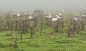 Tocht Stappen Orbaizeta - Pyrénées 3 - Photo 10