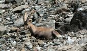 Tour Zu Fuß Valsavarenche - Alta Via n. 2 della Valle d'Aosta - Tappa 8 - Photo 7