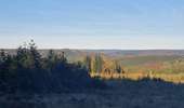 Trail Walking Lierneux - rando reharmont 6/11/2020 - Photo 4
