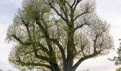 Tour Zu Fuß Schöntal - Rundweg 2 Neusaß - Photo 4