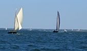 Randonnée Bateau à moteur Arcachon - Tour de l'île aux Oiseaux - Photo 16