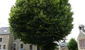 Trail On foot Anthisnes - AS06 Boucle des Sarts - Photo 2