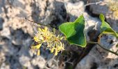 Trail Walking Leucate - plateau de leucat sud-est sans grand route  - Photo 8