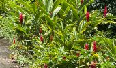 Percorso  Le Morne-Rouge - Sainte Cécile/crête du Cournan/Beauvallon  - Photo 9