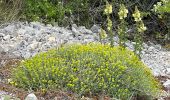 Excursión Senderismo Castillon - Castillon : Mt Ours - Photo 1