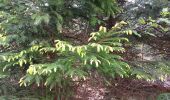 Trail Walking Theux - la reid . vert buisson . charmille / variante  - Photo 5