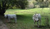 Percorso A piedi Marradi - L’Acquacheta e il Monte Lavane - Photo 5