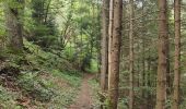 Trail Walking Steinbach - Cascade de Erzenbach - Photo 10