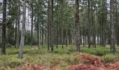 Excursión Senderismo Saint-Hubert - A la découverte de Saint-Hubert 🥾 - Photo 6