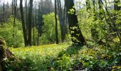 Trail On foot Dešenice - [Ž] Větrovec - Hamry - Photo 10