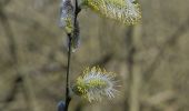 Randonnée A pied Willebroeck - Watersportpad - Photo 3