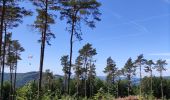 Excursión Senderismo Stavelot - Promenade du point de vue de Ster  - Photo 10