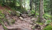 Trail Walking La Bresse - boucle la Bresse - lac des corbeaux - rocher du lac - Ã©tang de sechemer - la Bresse  - Photo 15
