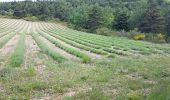 Tocht Stappen La Motte-Chalancon - LA MOTTE CHALANCON - LE PLATEAU DE LA CHAU - Photo 14