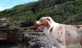 Tour Wandern Le Moule - Anse Petite Savane - Anse à l'Eau 2 - Photo 11