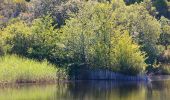 Trail Walking Le Cannet-des-Maures - Boucle autour du Lac des Escarcets - Photo 13