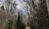 Trail Walking Rimouski - Randonnée du parc du Bic  - Photo 5