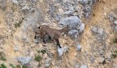 Tocht Stappen Die - Le Glandasse (Abbaye-Comptoir à moutons-Fauchard-Abbaye) - Photo 12