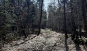 Trail Walking Spa - barisart creppe évoque berinzenne geronstere barisart  - Photo 5