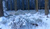 Randonnée Marche Spa - berinzenne entre forêt et fagne  - Photo 17