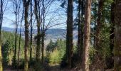 Trail Walking Nedde - La forêt de Chaux - Photo 6