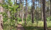 Tocht Stappen Hechtel-Eksel - Promenade vers la piste dans les arbres  - Photo 10