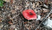 Tour Wandern Beaumont-du-Ventoux - le sommet de la plate - Photo 1