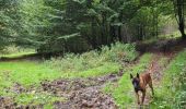 Tocht Stappen Bouillon - Les Hayons 2 - Photo 10