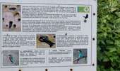 Percorso Marcia Watermael-Boitsfort - Watermaal-Bosvoorde - promenade matinale a boisfort - Photo 12