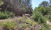 Tour Wandern Sant Ferriol - besaliu 190724 - Photo 13