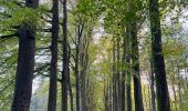 Trail Walking Overijse - #221024 - Jesus-Eik, Arboretum, Kapucijnenbos - Photo 1