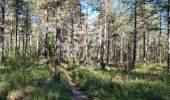 Tocht Stappen Fontainebleau - Sentier Denecourt 3 - Photo 3