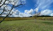 Tour Wandern Mercuès - Mercues Caillac  - Photo 1