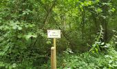 Tocht Stappen Delincourt - Delincourt, Le Mesnil, Reilly, La vierge, Delincourt - Photo 4